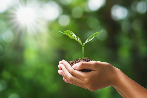 Énergie Solaire à Cassis : Rentabilité et Écologie au Service de Votre Habitat